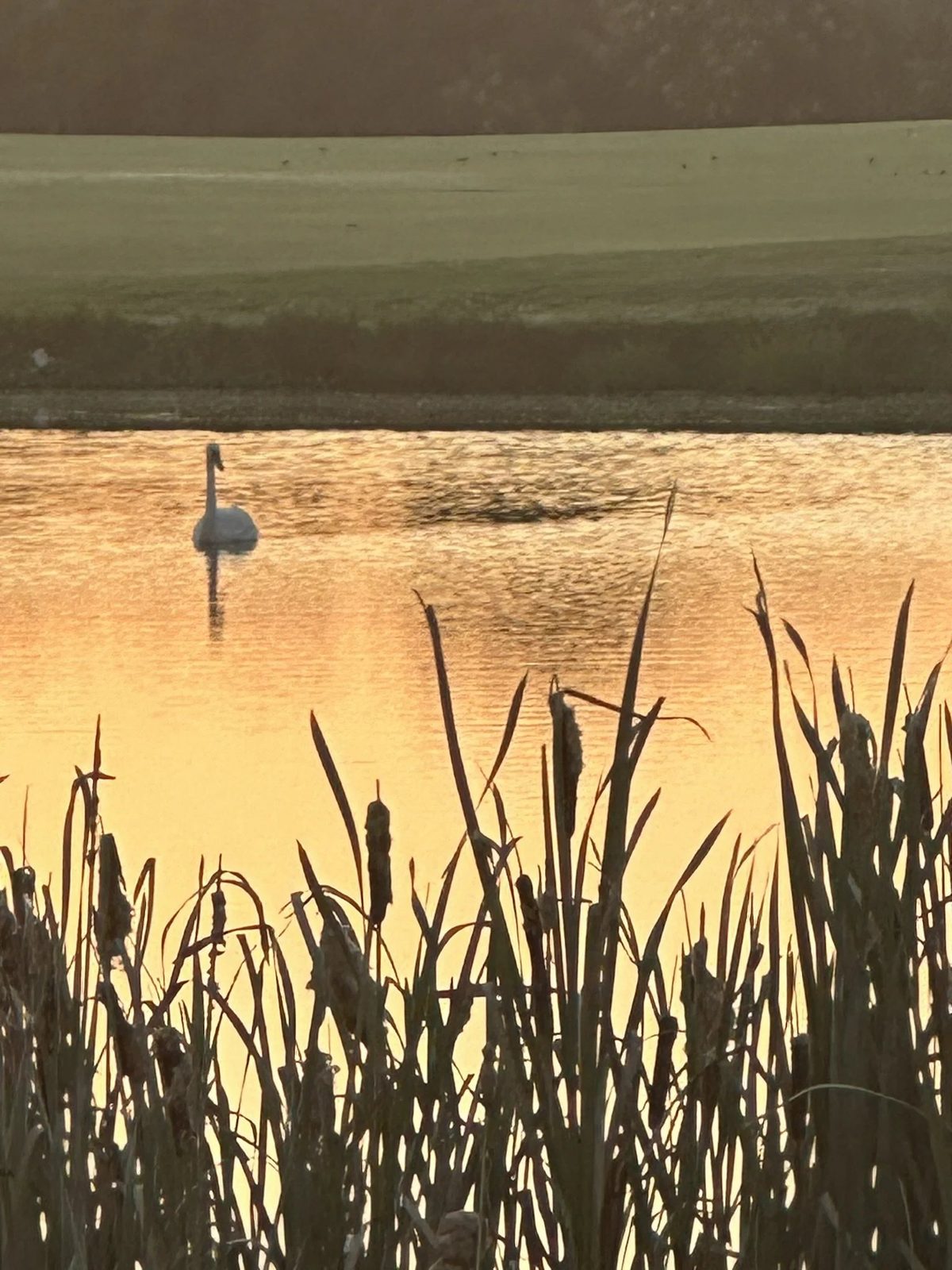 A swan on a pond at dawn beside the course